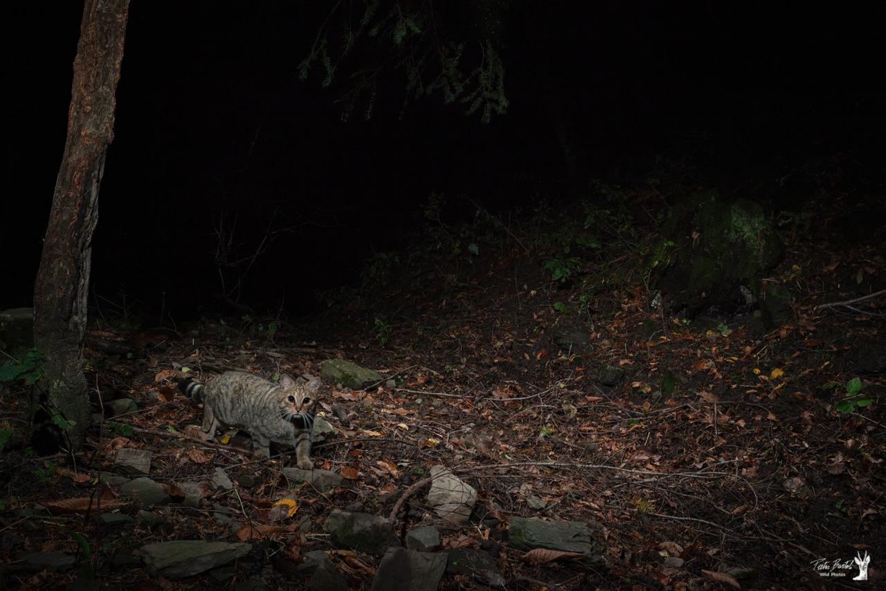 Il gatto selvatico europeo avvistato sull’Appennino Pistoiese