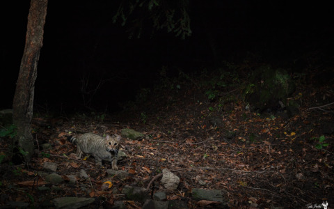 Il gatto selvatico europeo avvistato sull’Appennino Pistoiese