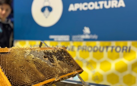 Il regno delle api, sentinelle della natura: dalla Regione 100.000 euro per 50 progetti nelle scuole