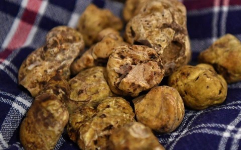 In Piemonte crescono le aree a vocazione tartufigena