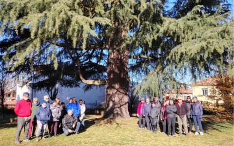 In tour tra gli alberi monumentali