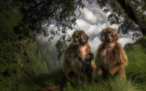 La fotografia al servizio dell’ambiente: Gaiotti presenta “Habitat da salvare” a Camogli