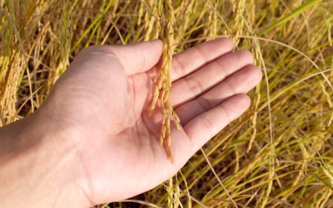 L’Europa volta le spalle al riso: un trilogo al veleno affossa la tutela nazionale