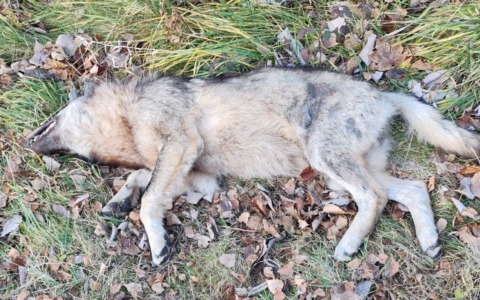 Lupo investito e ucciso da un’auto