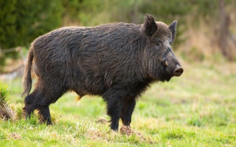 Muore durante una battuta di caccia caricato da un cinghiale