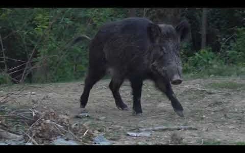 Muore durante una battuta di caccia, malore fatale per un uomo di 52 anni