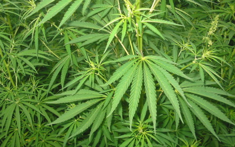 “Nella cannabis light sostanze con effetti letali”. L’allarme del Governo