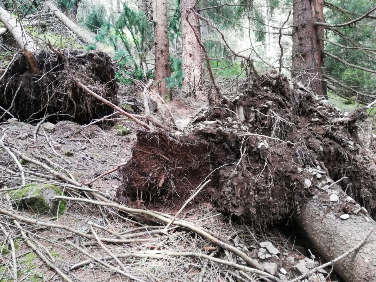“Oltre Vaia”, rigenerazione del bosco