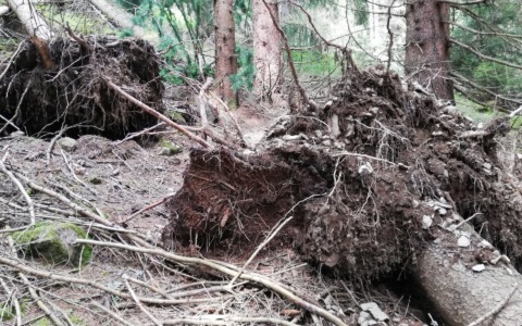 “Oltre Vaia”, rigenerazione del bosco