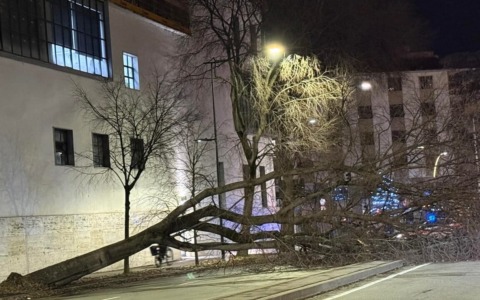 Paura in viale Redi per un albero caduto