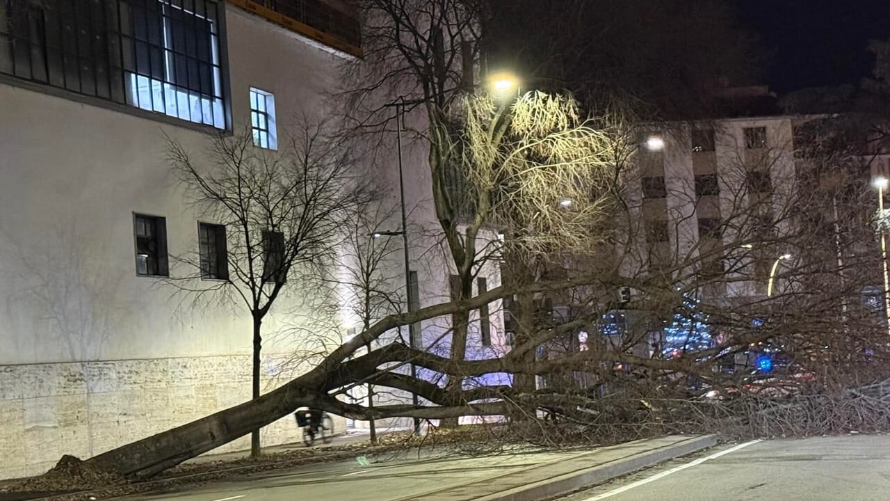Paura in viale Redi per un albero caduto