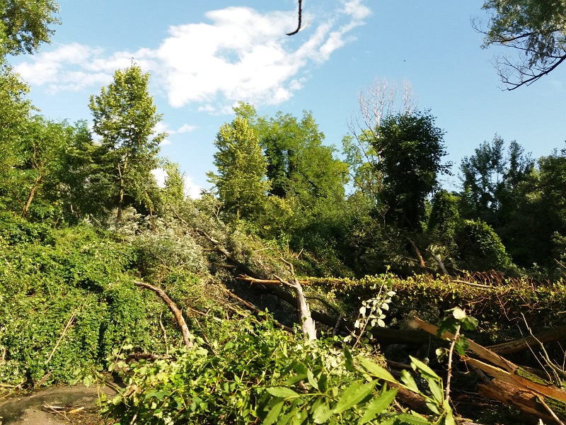 Potature e abbattimenti di alberi per la cura del verde e la sicurezza dei cittadini