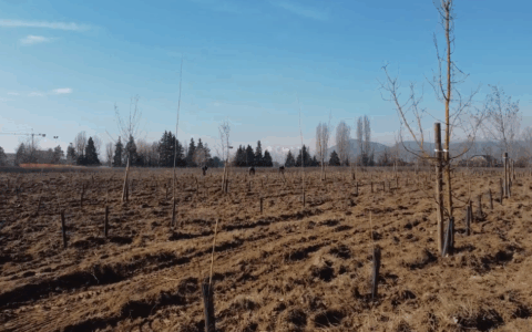 Saranno tutti finanziati i progetti di forestazione urbana presentati da diverse città del Piemonte