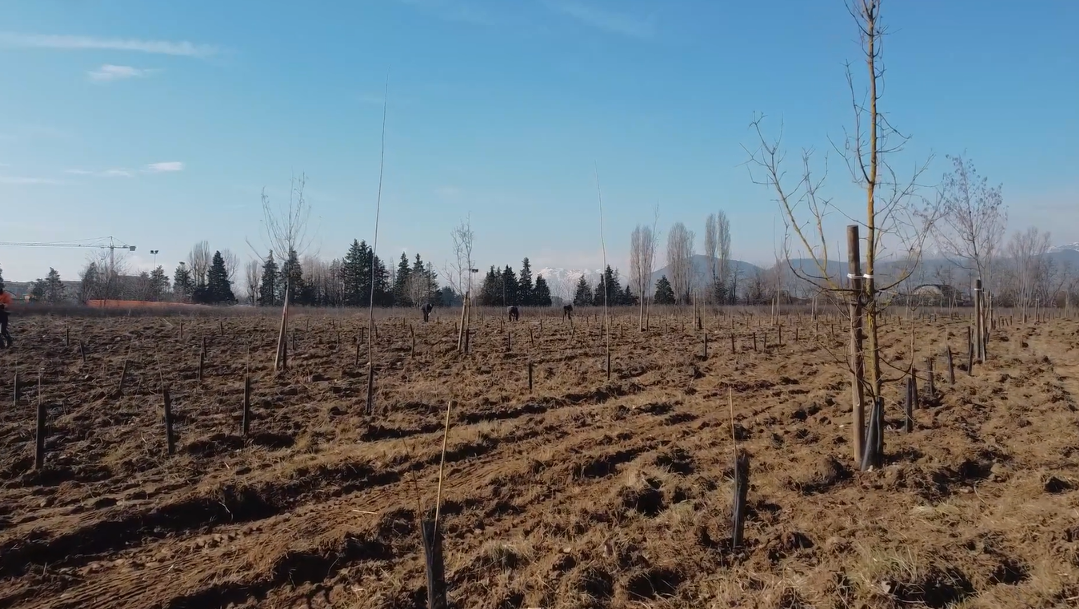 Saranno tutti finanziati i progetti di forestazione urbana presentati da diverse città del Piemonte