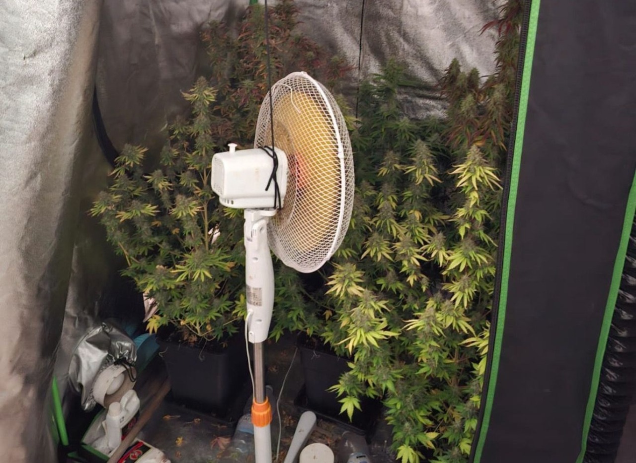 Settimo Torinese, coltivavano cannabis e funghi allucinogeni in cucina: coppia nei guai