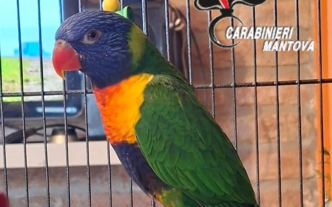 Si ritrova un pappagallo esotico in giardino, sequestrato dai Carabinieri forestali