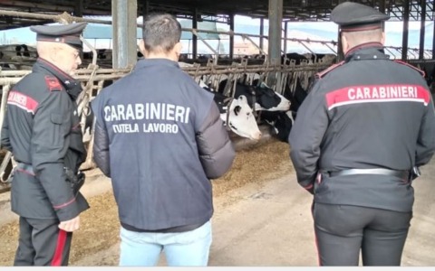 Titolare di azienda zootecnica denunciato per gravi irregolarità sul lavoro