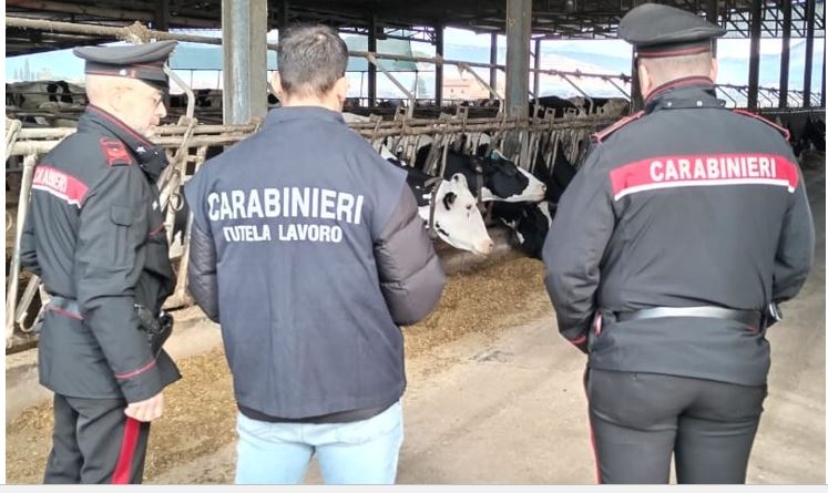 Titolare di azienda zootecnica denunciato per gravi irregolarità sul lavoro