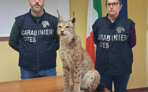 Torino, Carabinieri sequestrano esemplare imbalsamato di lince europea