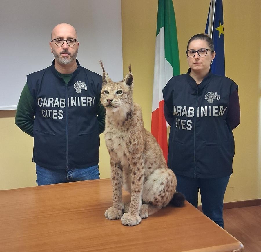 Torino, Carabinieri sequestrano esemplare imbalsamato di lince europea