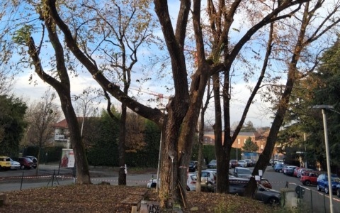 Tre alberi da abbattere: residenti in rivolta