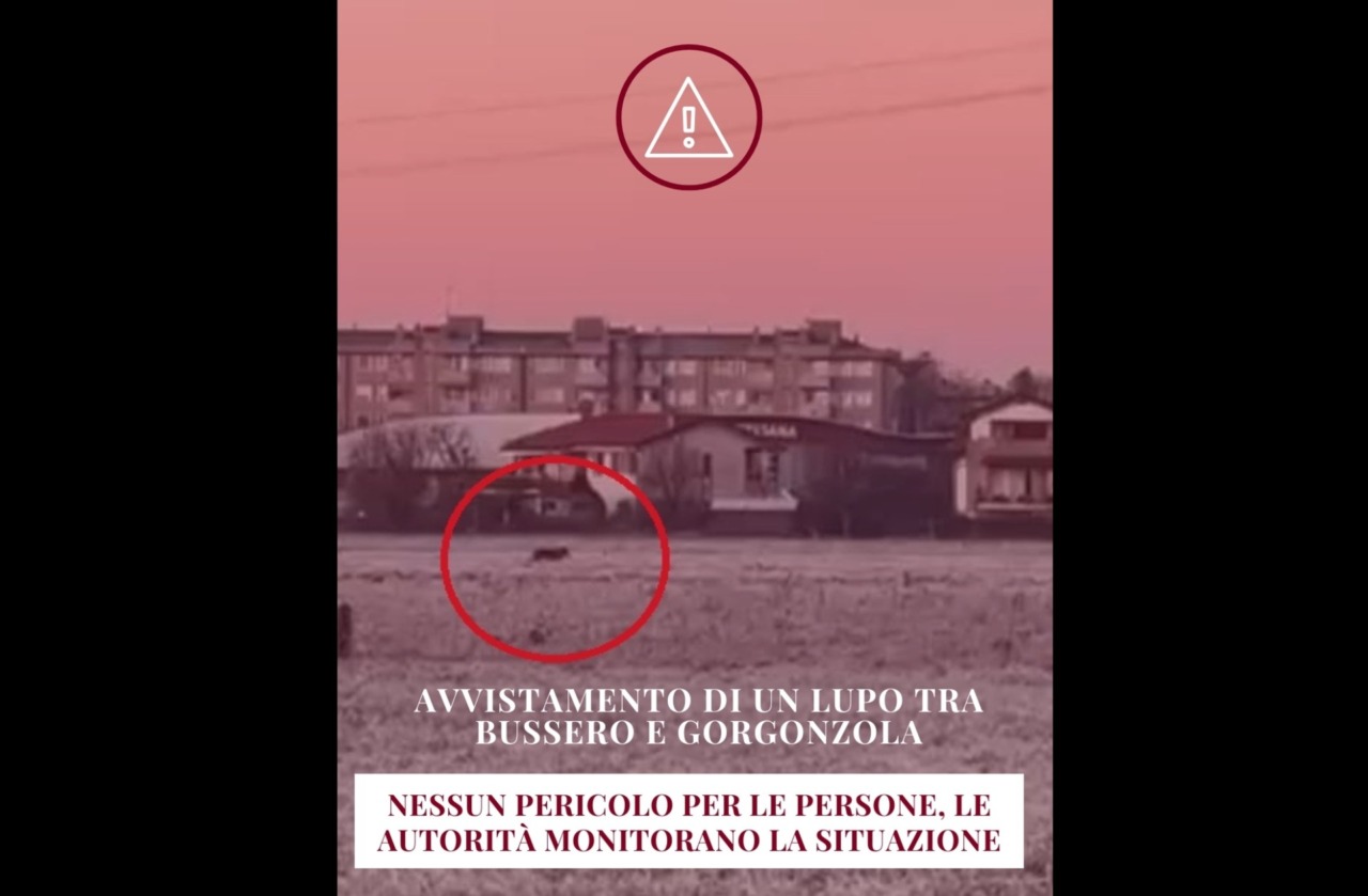 Avvistamento di un lupo, le raccomandazioni del Comune ai cittadini: “Tenete i cani al guinzaglio”