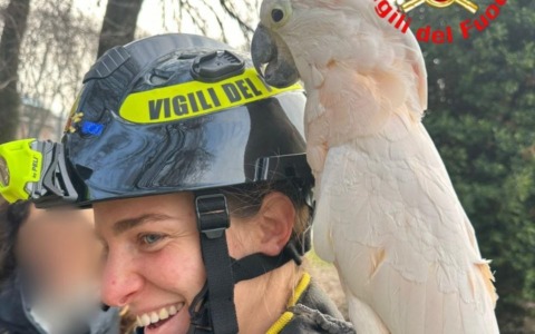 Campo Marte: i Vigili del Fuoco recuperano un pappagallo e lo riconsegnano al proprietario