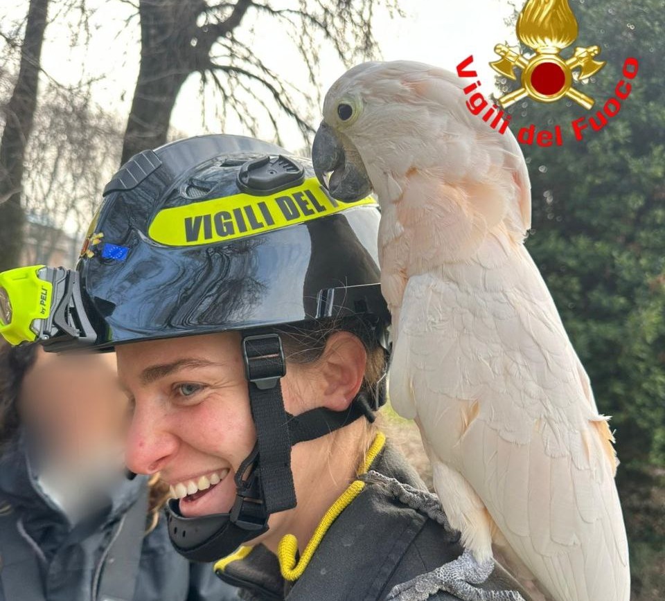 Campo Marte: i Vigili del Fuoco recuperano un pappagallo e lo riconsegnano al proprietario