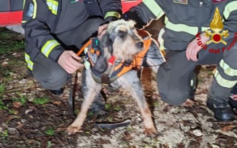 Cane cade in una gola, lo salvano i vigili del fuoco