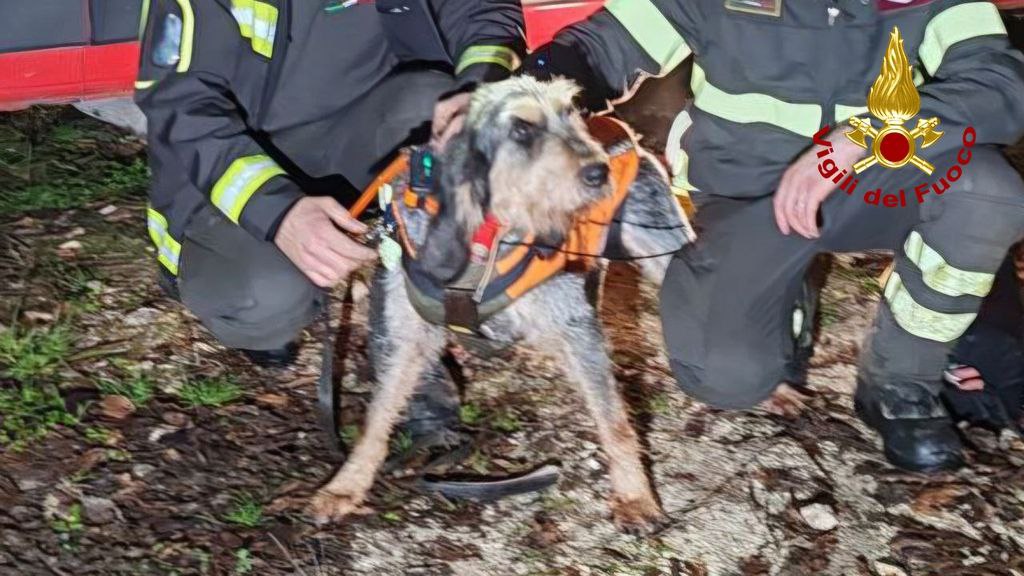 Cane cade in una gola, lo salvano i vigili del fuoco