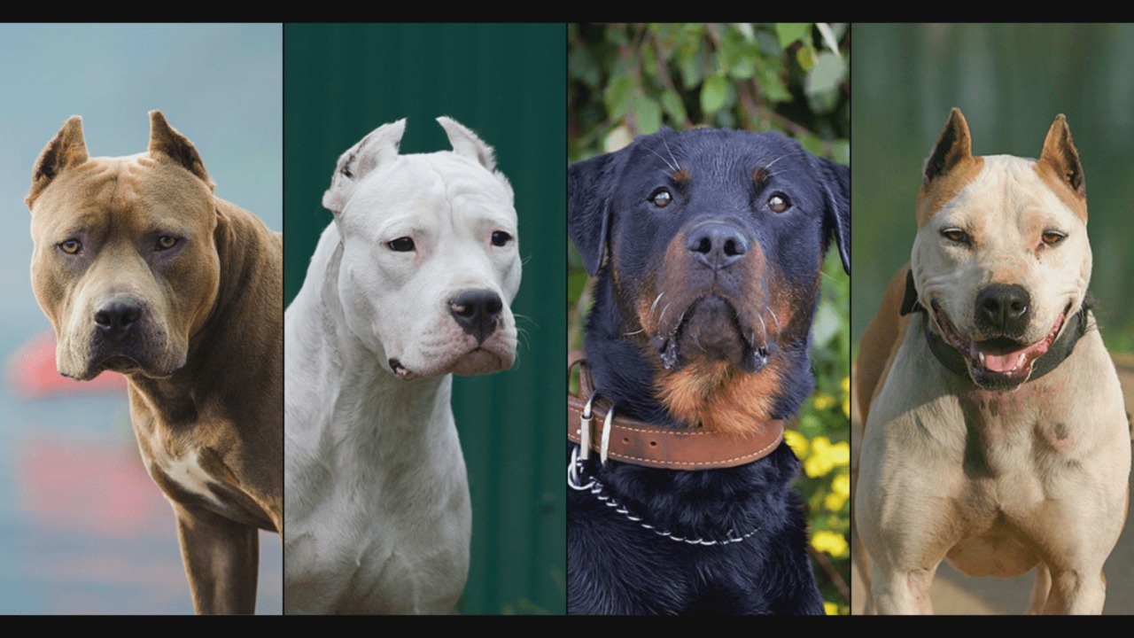 Cani potenzialmente pericolosi, Fiazza (FdI) presenta pdl in Regione