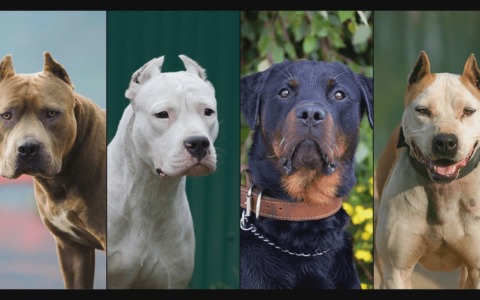 Cani potenzialmente pericolosi, Fiazza (FdI) presenta pdl in Regione