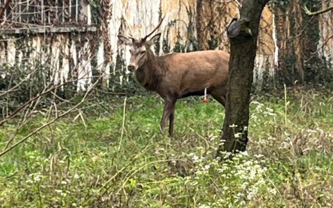 Catturato il cervo che girovagava per la Brianza da giorni