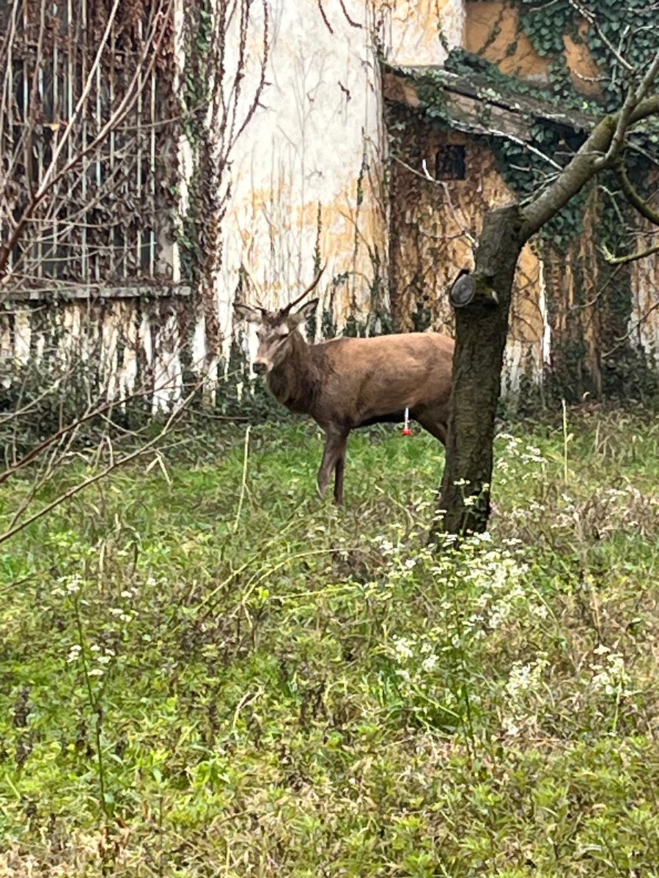 Catturato il cervo che girovagava per la Brianza da giorni