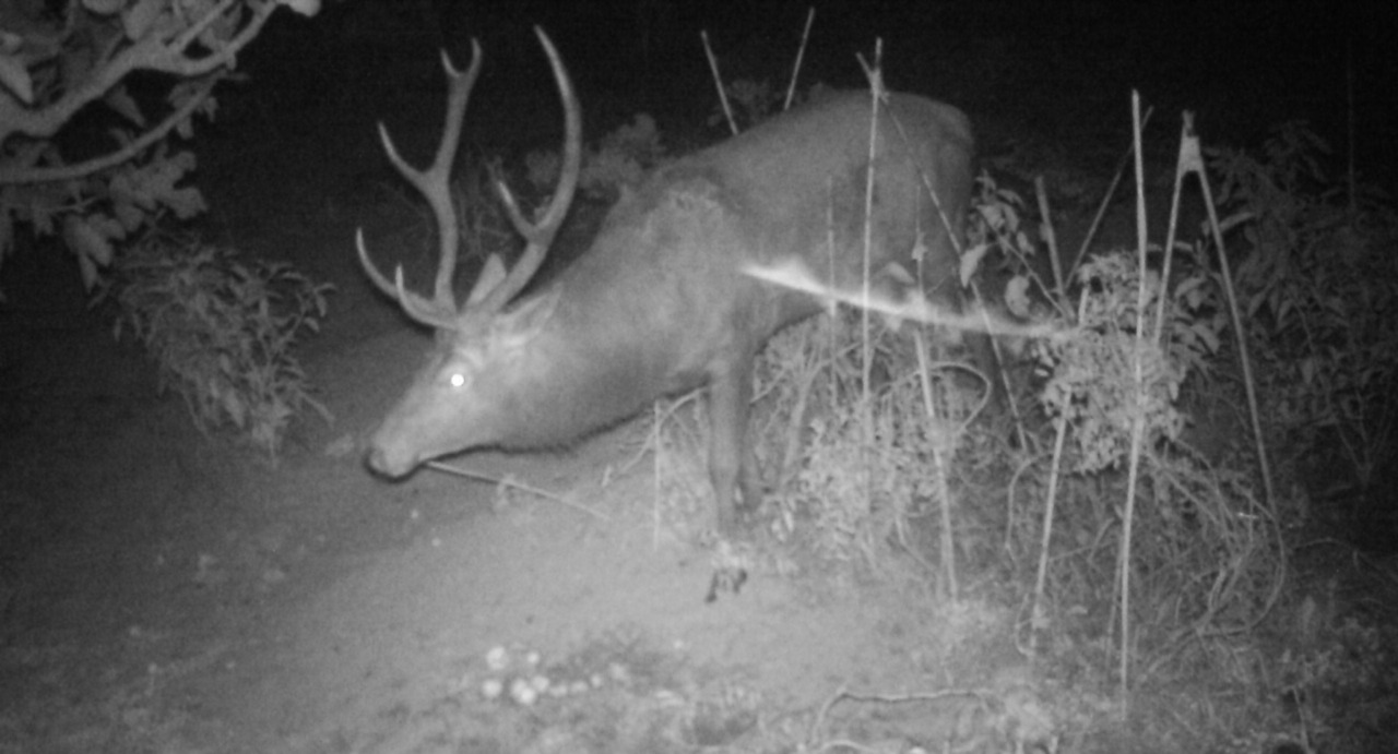 Cervo a spasso per la Brianza, avvistato per le vie del centro paese
