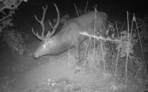 Cervo a spasso per la Brianza, avvistato per le vie del centro paese