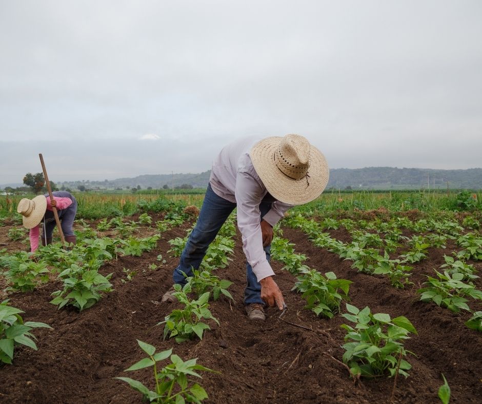 Chiesto il processo per i fratelli calevi per sfruttamento di 104 braccianti