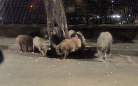 Cinghiali in circonvallazione a Chiavari