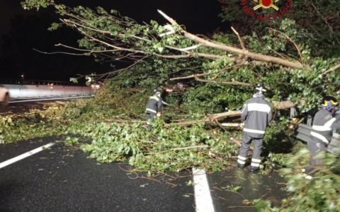 Crollo del pino ai Fori Imperiali, chiesta la mappatura delle alberature presenti sul territorio