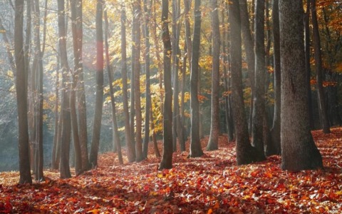 Defr e Bilancio, in Commissione Ambiente il punto su parchi e aree protette