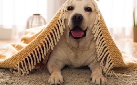 Enpa Viterbo: decalogo per proteggere gli animali domestici dal freddo