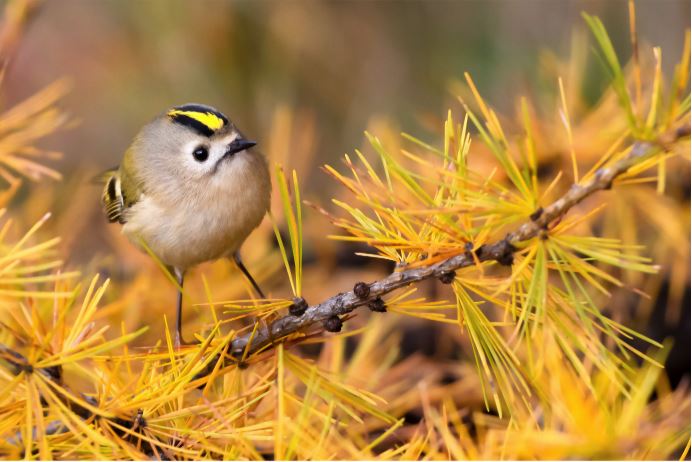 “Incontri in natura”: a Cernusco la mostra del Fotogruppo Effeotto