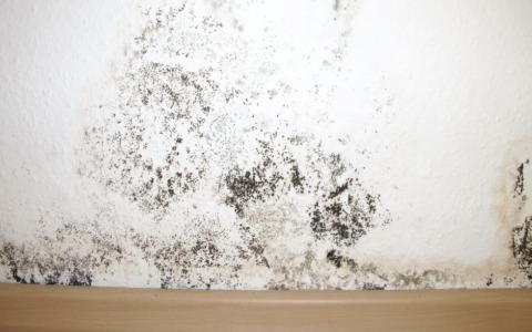 Inquilini Ater esasperati da infiltrazioni d’acqua e umidità diffusa negli appartamenti