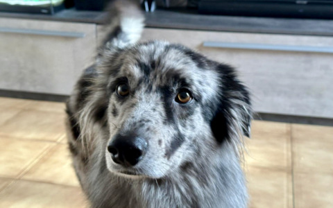 La storia di Zara, il cane fuggito la notte di Capodanno a Nembro per colpa dei fuochi d’artificio