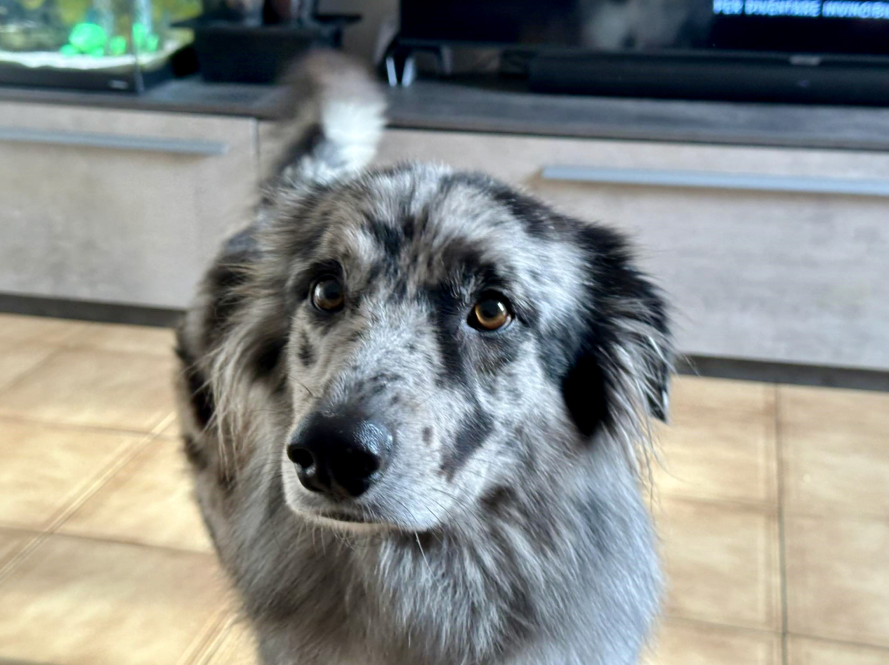 La storia di Zara, il cane fuggito la notte di Capodanno a Nembro per colpa dei fuochi d’artificio