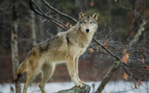 Pecore sbranate nel Parco del Curone: si ipotizza il passaggio di un lupo in dispersione