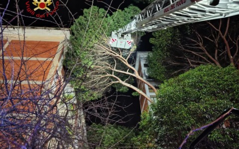 Maltempo nella Capitale e ai Castelli Romani, pino di 30 metri cade su un palazzo