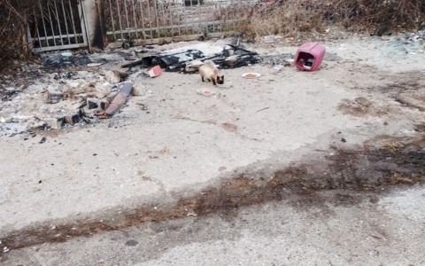 Nichelino, Capodanno: rifugio di una colonia felina dato alle fiamme da ignoti