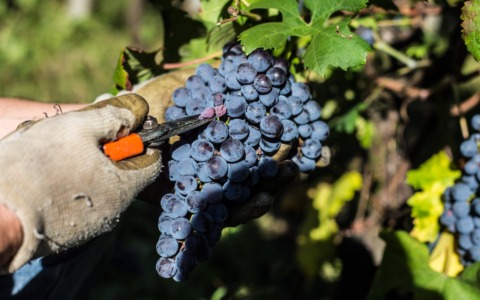 Nuova filiera 4+2 per Agraria e Professionale Fossati: scuola e imprese guardano al futuro