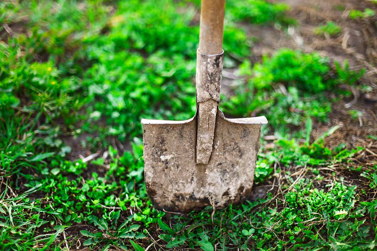 “Ol badèl” e la città più grande del mondo in bergamasco: “badilònia!